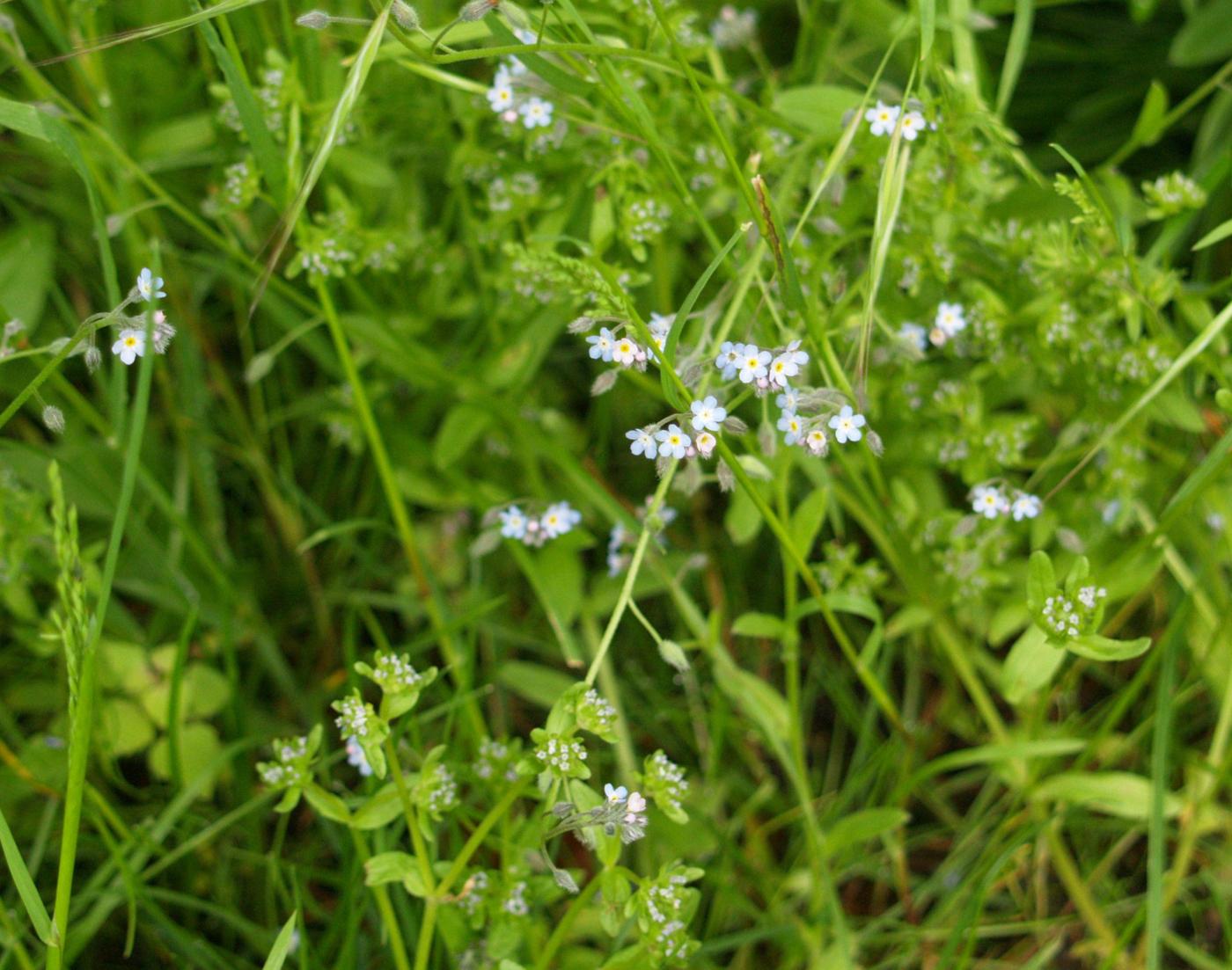 Forget-me-not, Field plant